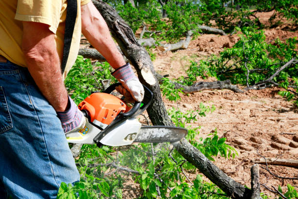 Dead Tree Removal in Lake Waccamaw, NC